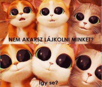 /album/fenykepgaleria/cuki-cicusok-jpg/